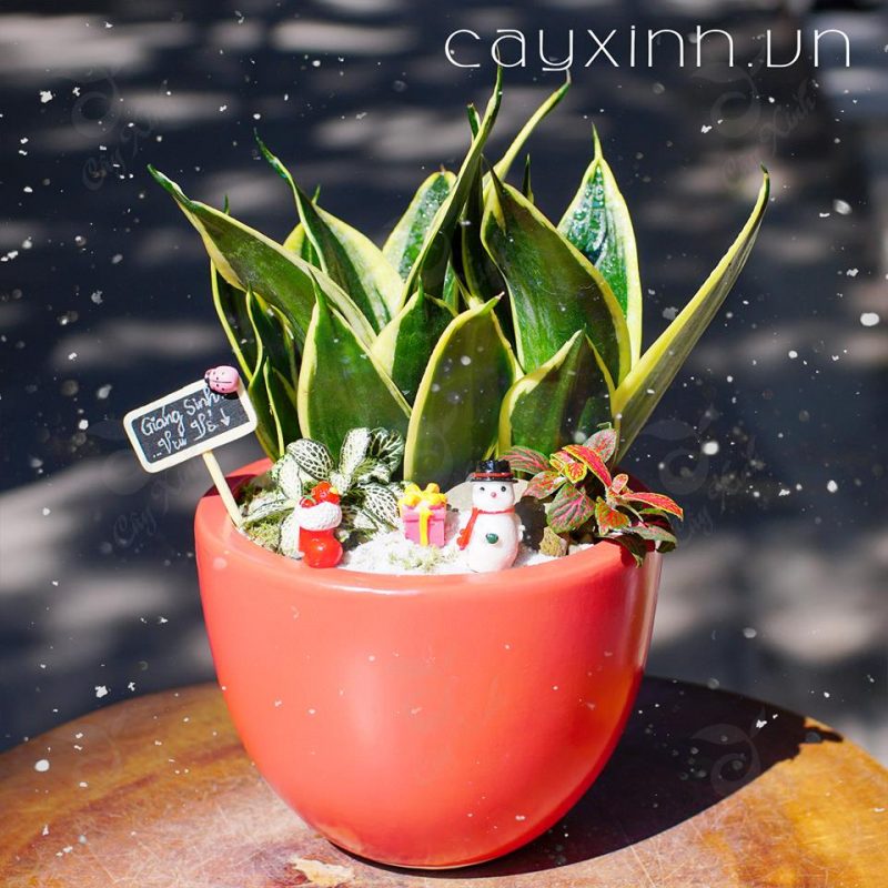 Tiểu cảnh phong thủy đẹp năm 2019