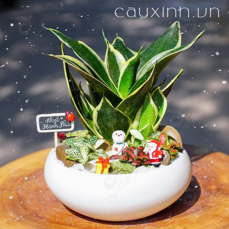 Tiểu cảnh phong thủy đẹp năm 2019